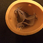 Reconstrucción Valvular Aórtica con tejidos propios del paciente | Maqueta de trabajo de laboratorio | Cirugía Cardiovascular | Dr. Guillermo N. Vaccarino